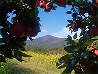 Johnson's Orchards